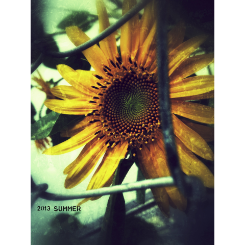 2013 sunflower