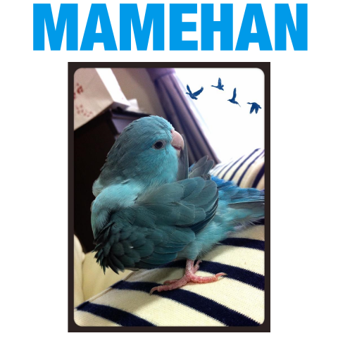 MAMEHAN