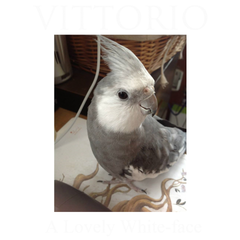 VITTORIO2