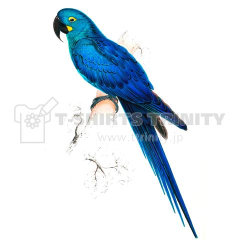 オウム インコ 鸚鵡 鸚哥 グッズ 鳥類 小鳥 青い鳥