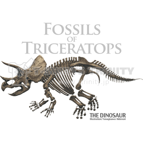 Fossils of Triceratops(トリケラトプスの化石)