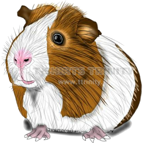 Guinea pig【KO-01】