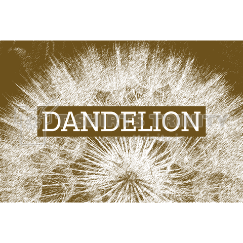 Dandelion