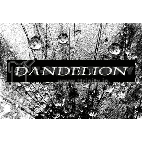 Dandelion