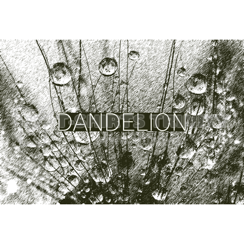 Dandelion