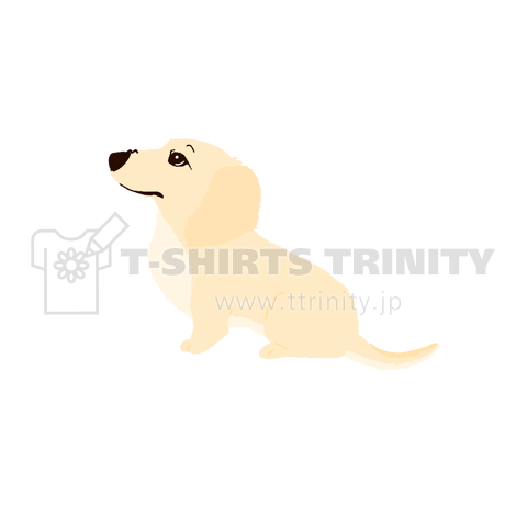dachs cream