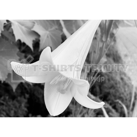ユリ / The lily