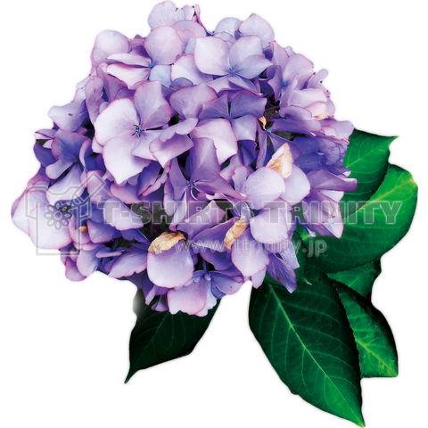 Hydrangea