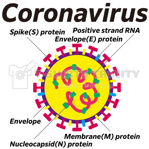 コロナウイルス(Coronavirus、新型ウイルス)の構造図