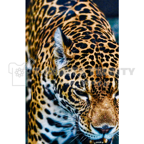 Panthera onca 2