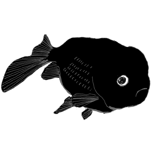 黒金魚 デザインtシャツ通販 Tシャツトリニティ