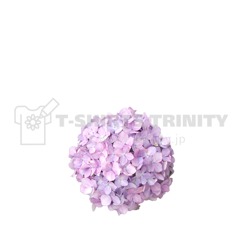 NACTY NACHT アジサイ