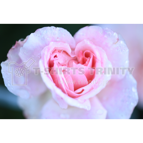 rose31 ～薔薇～