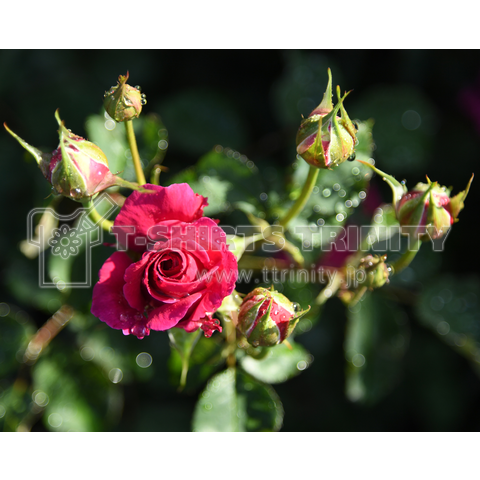 rose37 ～薔薇～