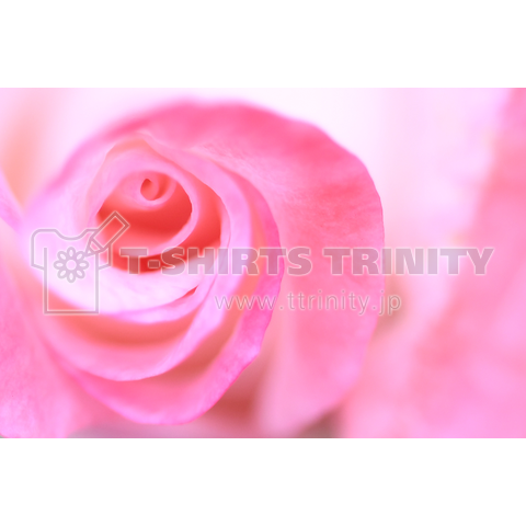 rose72 ~薔薇~