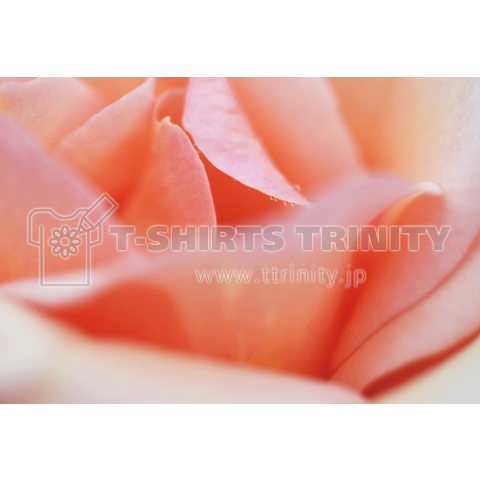 rose73 ~薔薇~