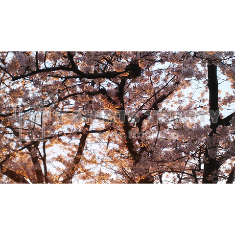 夕焼けと桜