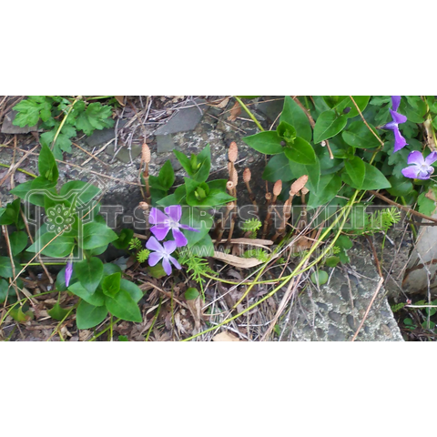 路地裏で見つけた花