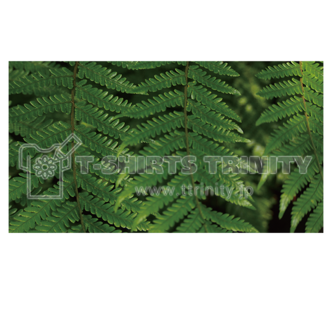OKINAWAN GREEN 01 [WHITE]