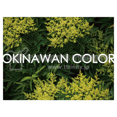 OKINAWAN GREEN 02