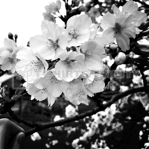 モノクロプリント 桜