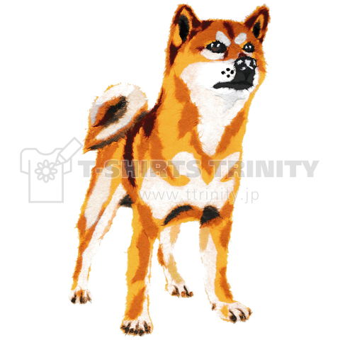 柴犬イラスト デザインtシャツ通販 Tシャツトリニティ