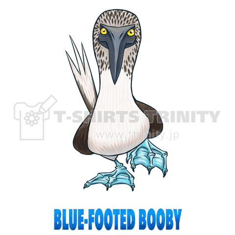 アオアシカツオドリ(Blue-Footed Booby)