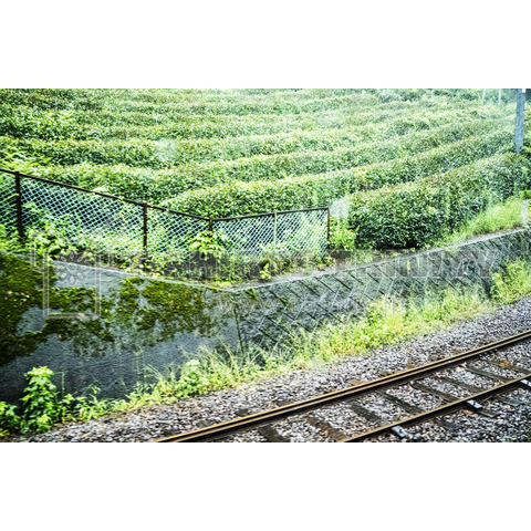 雨の風景写真