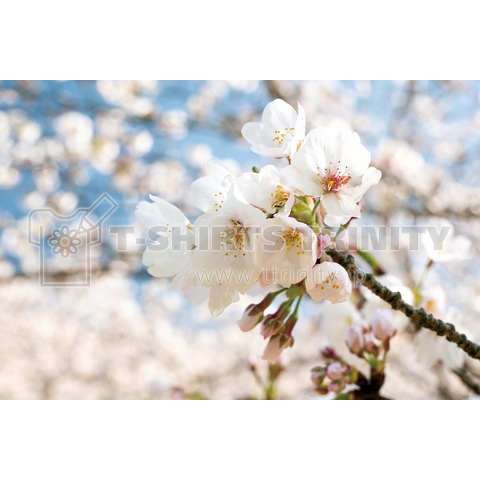 桜の風景