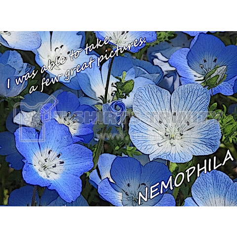 NEMOPHILA (ネモフィラ)