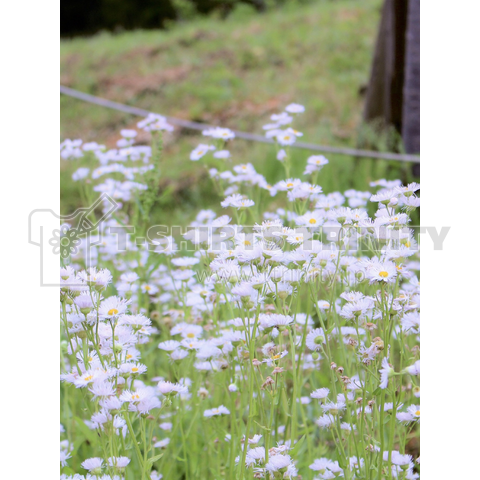 ヒナギクのお花畑(縦)