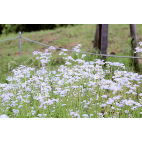 ヒナギクのお花畑(横)