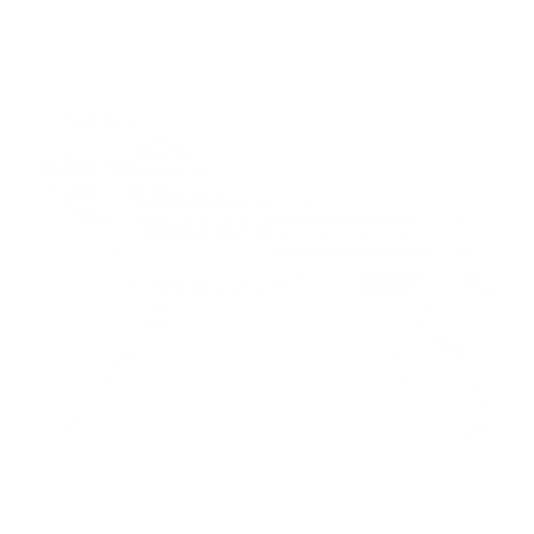 Horse white