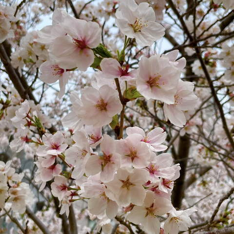 桜