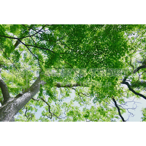 Tree's Green