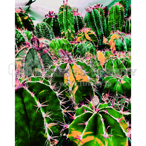 Cactus life