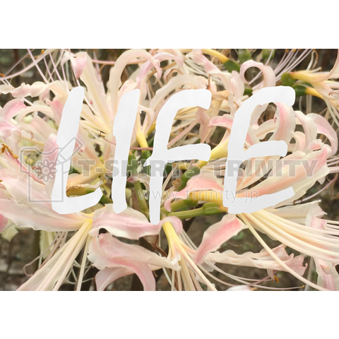 LIFE No.14 彼岸