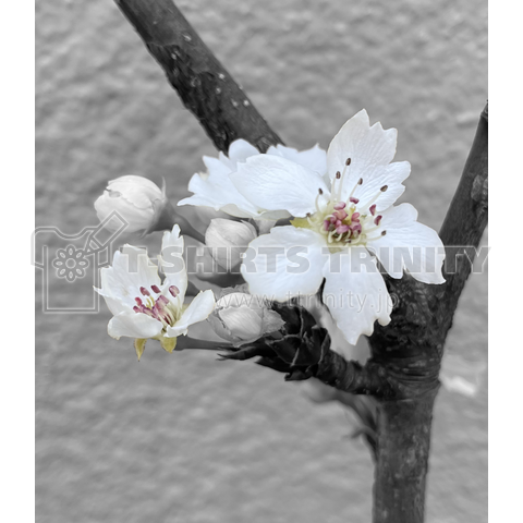 梨の花～Pear flower～