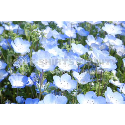 Nemophila