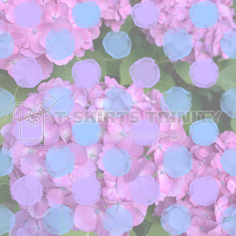hydrangea(紫陽花)
