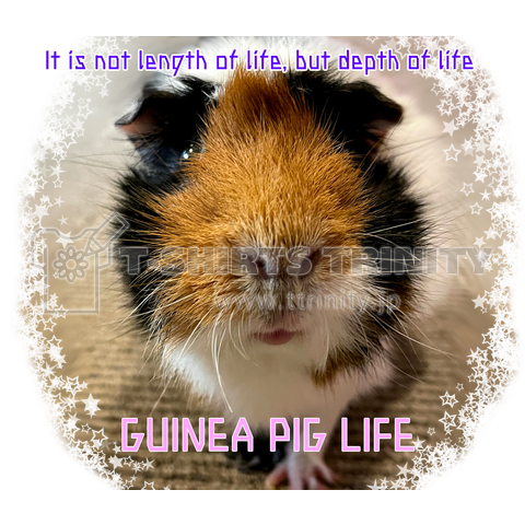 GUINEA PIG LIFE