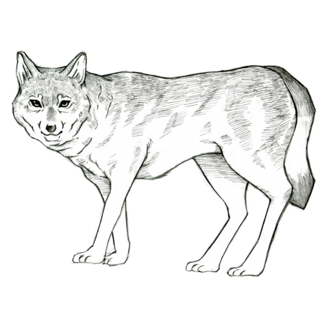 Silver Wolf