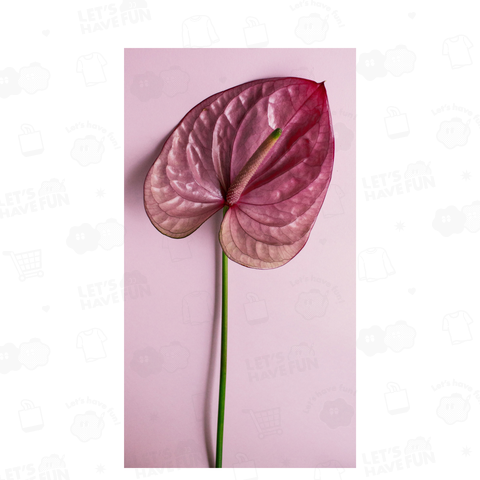 Anthurium hermaphrodite