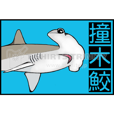 撞木鮫(シュモクザメ)