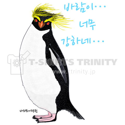 風に吹かれるイワトビペンギンさん(ハングルバージョン)