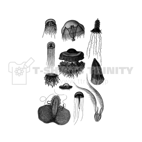 クラゲの仲間たち 黒色