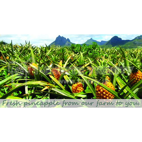 Pineapple farm