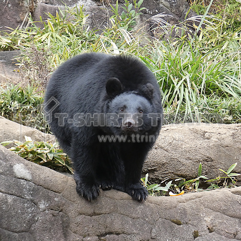 浜の動物シリーズ - ニホンツキノワグマ