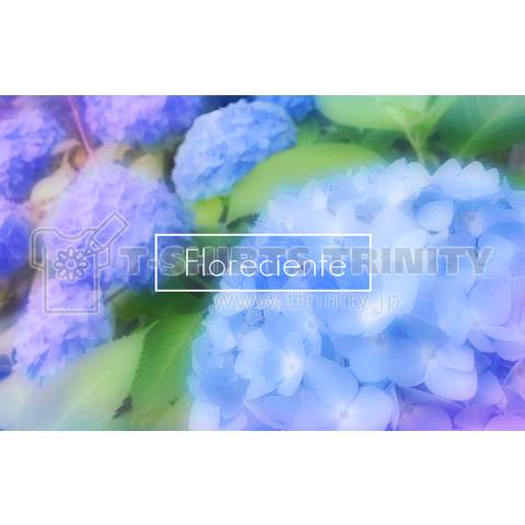 hydrangea