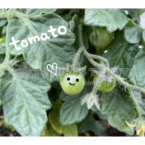 tomato